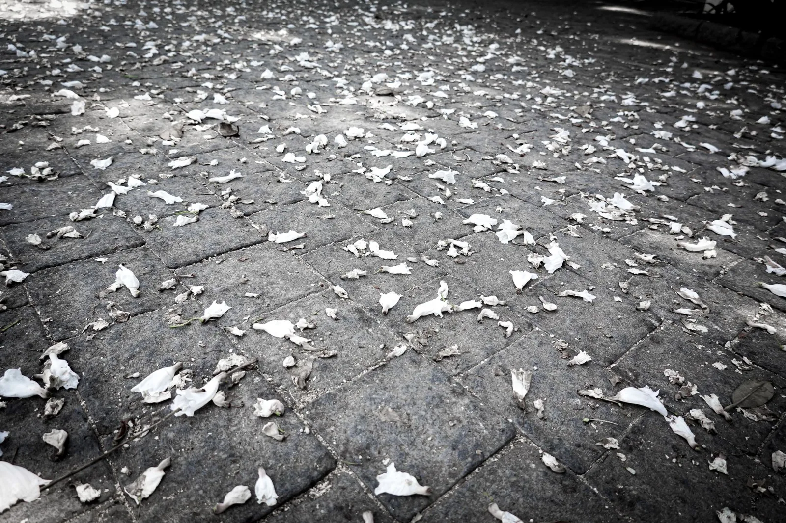 Paver driveway installation cost per square foot varies by material and labor